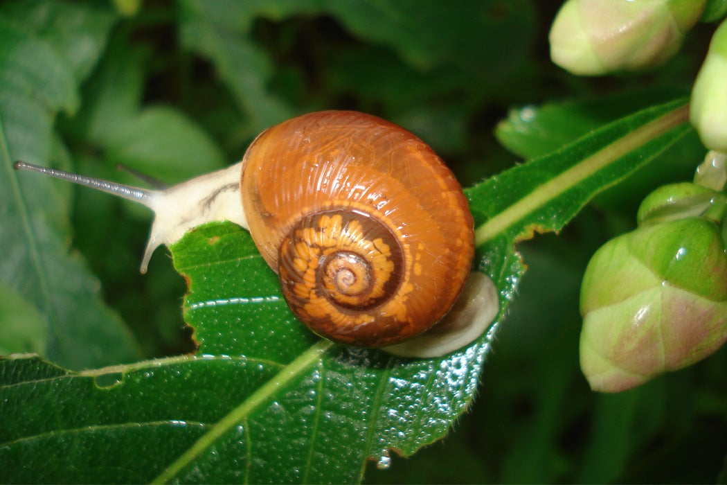 A land snail