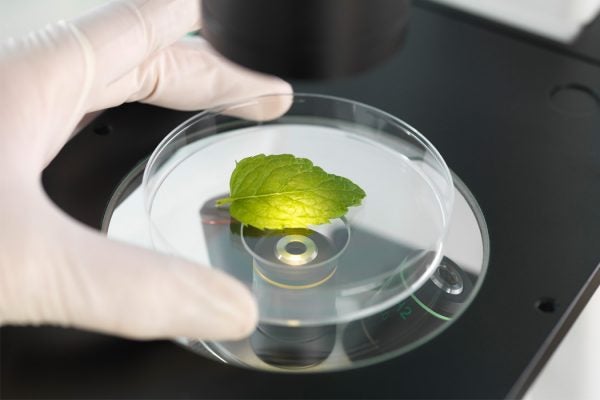 Scientist viewing plant leaf in a petri dish under a inverted microscope in a laboratory.