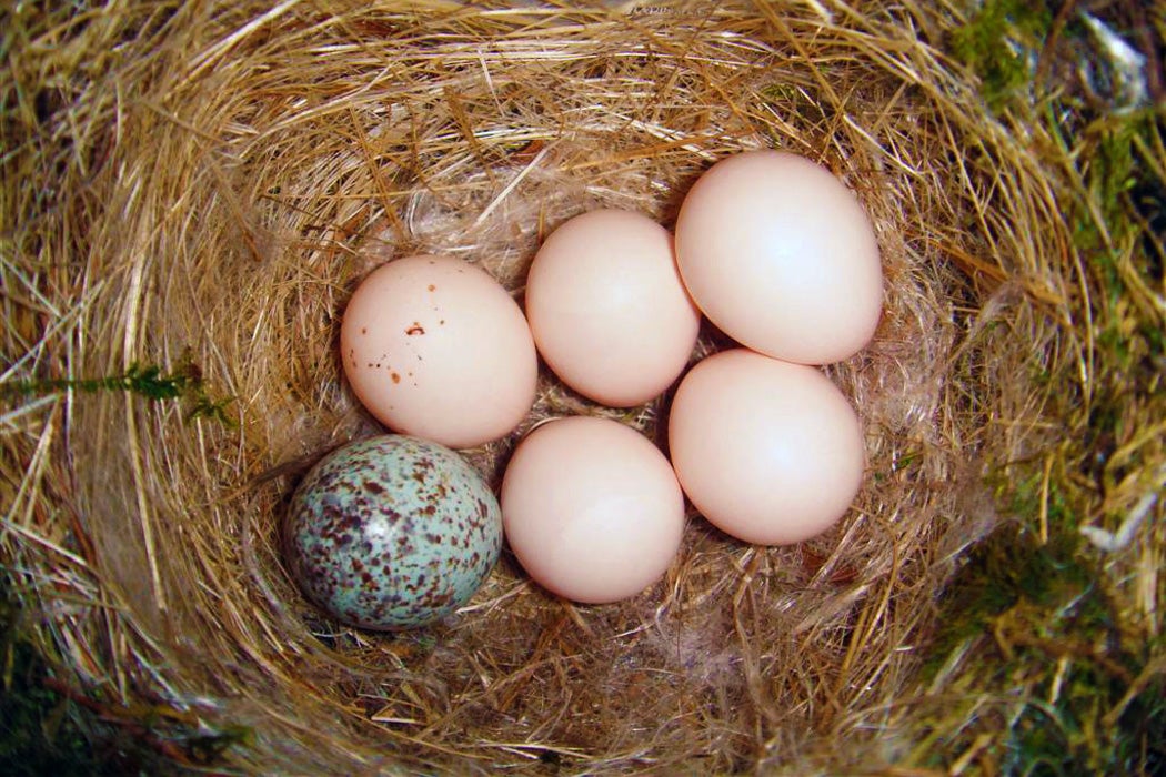 Eastern phoebe nest with one brown-headed cowbird egg