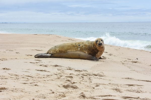 Lou-seal being released