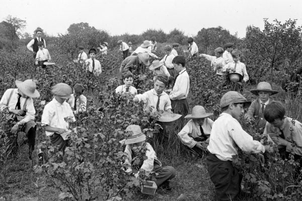 Orphan asylum boys picking currants