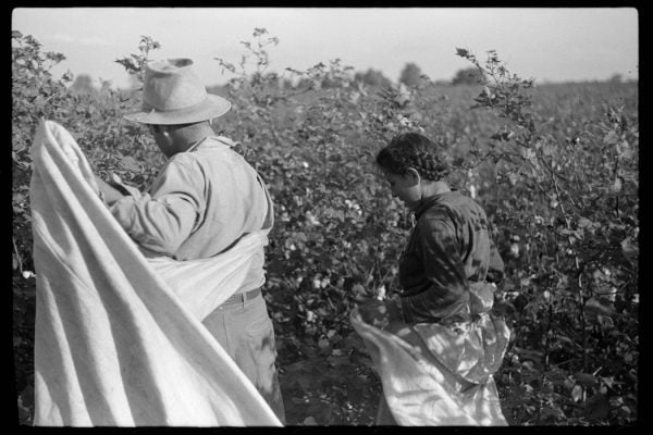 Mexican seasonal labor contracted for by planters, picking cotton on Knowlton Plantation, Perthshire, Mississippi Delta, Mississippi