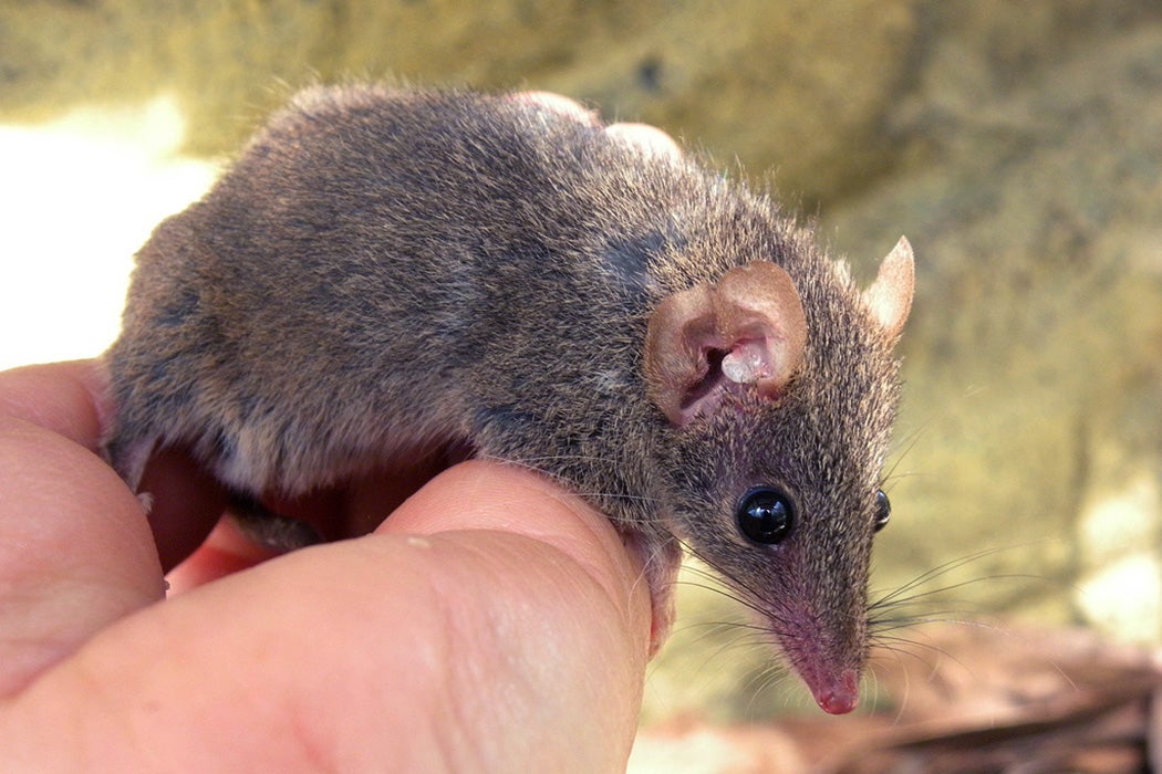 Antechinus stuartii