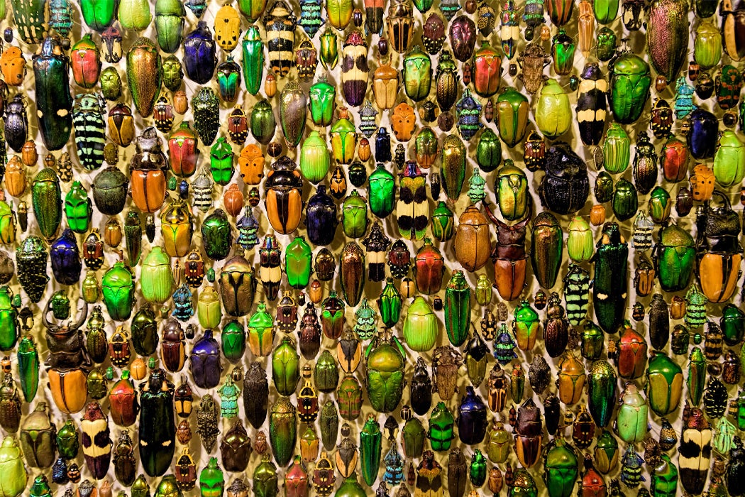 A variety of beetles mounted on a board