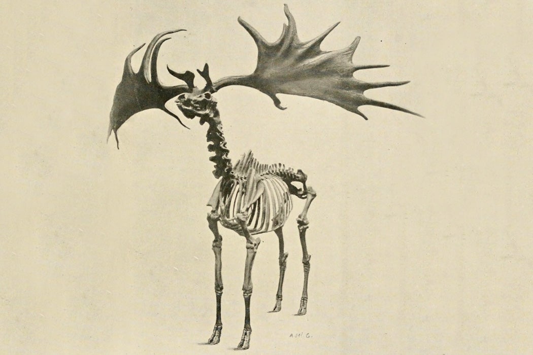 A skeleton of the Irish Elk