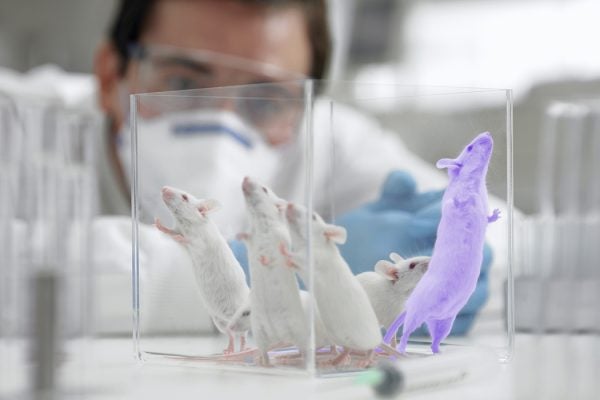 Several lab mice in a container