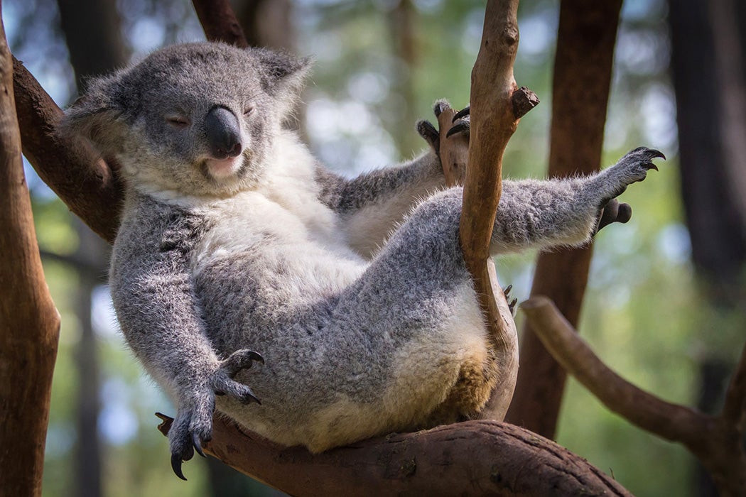 koala