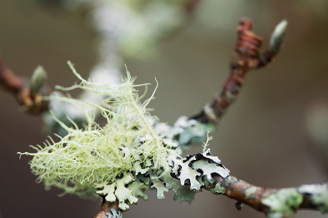 Lichen