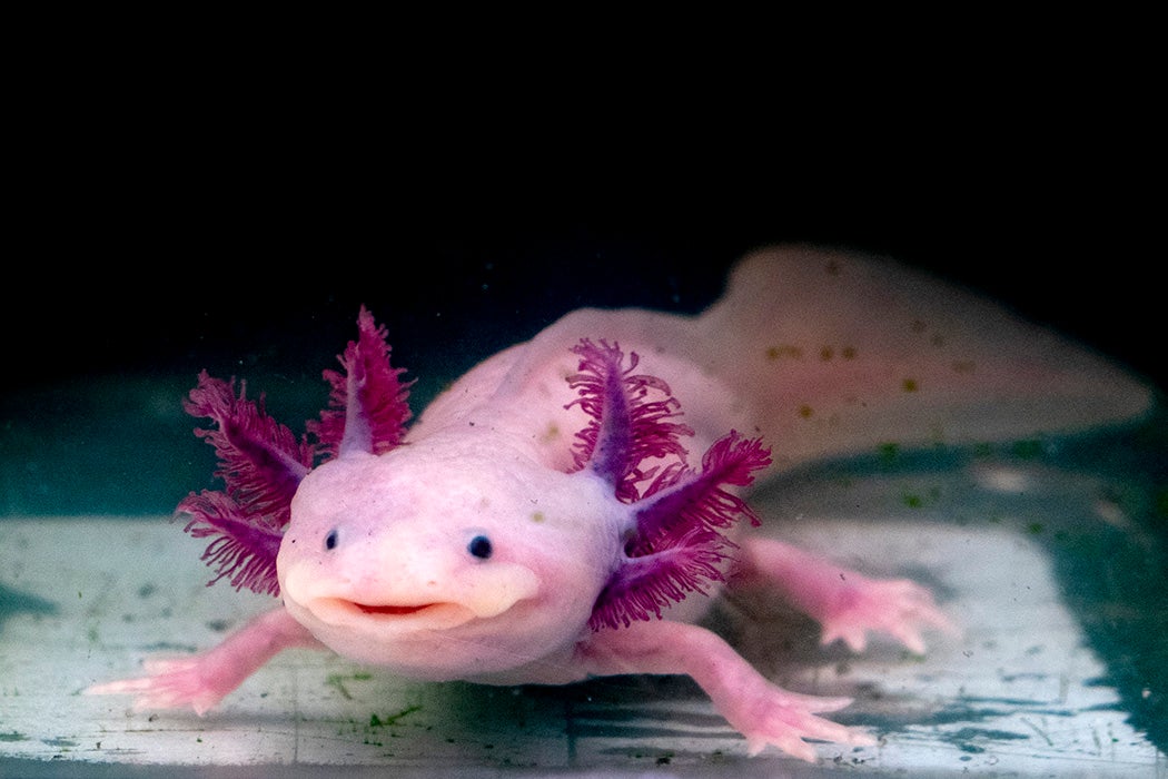 An axolotl