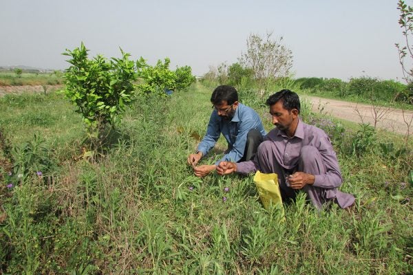 Two people gathering seeds