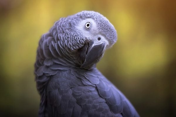 African Grey Parrot