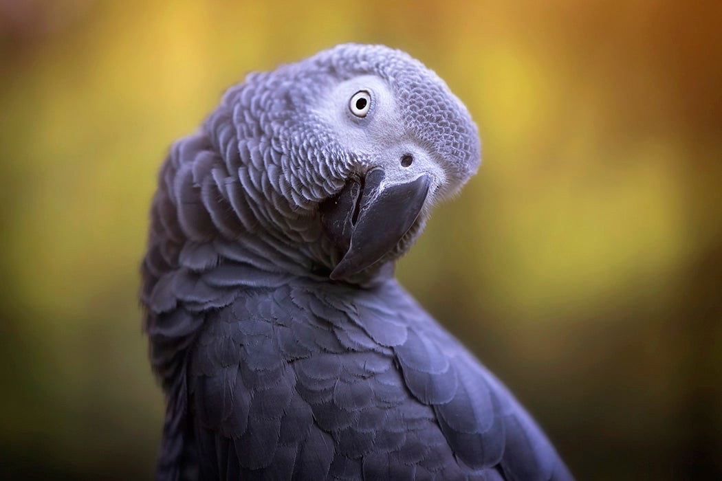 African Grey Parrot