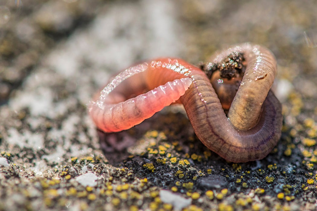 An earthworm