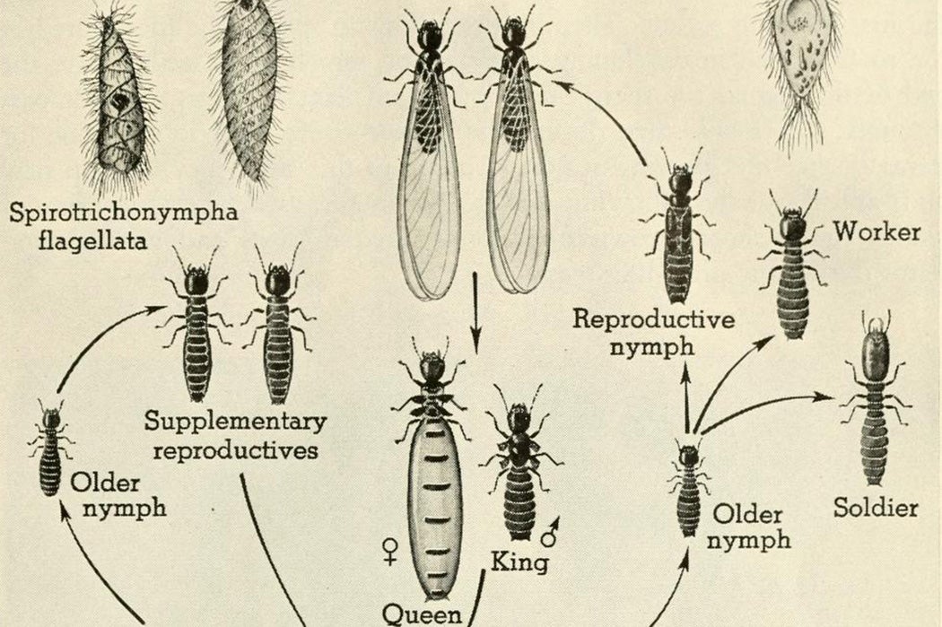 Termites