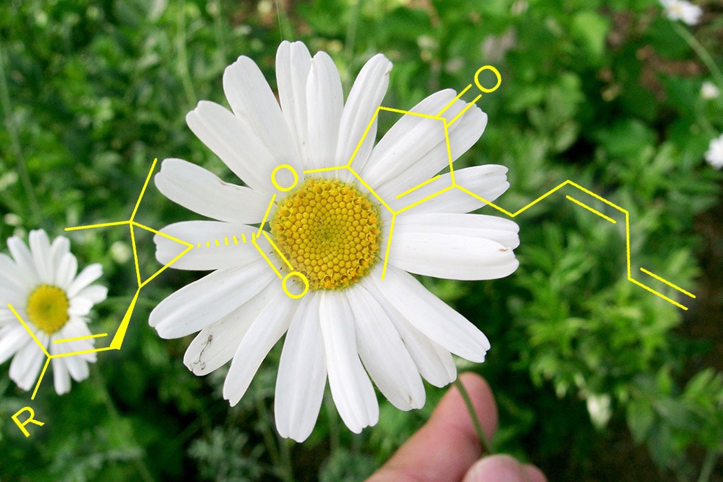 A chrysanthemum overlaid with the chemical formula for pyrethrins