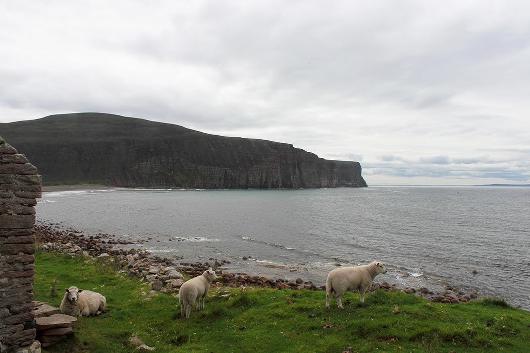 Three sheep make their home beside one of the ruins in the picturesque valley of Rackwick. Situated on Hoy, one of the many Orkney Islands off the North coast of Scotland.