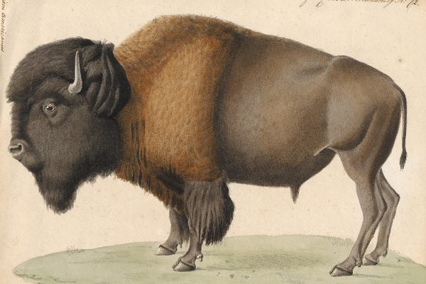 Bison americanus