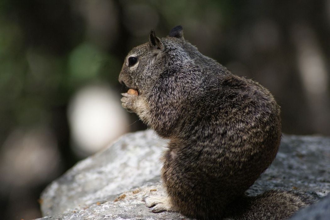 Squirrel Hoarding