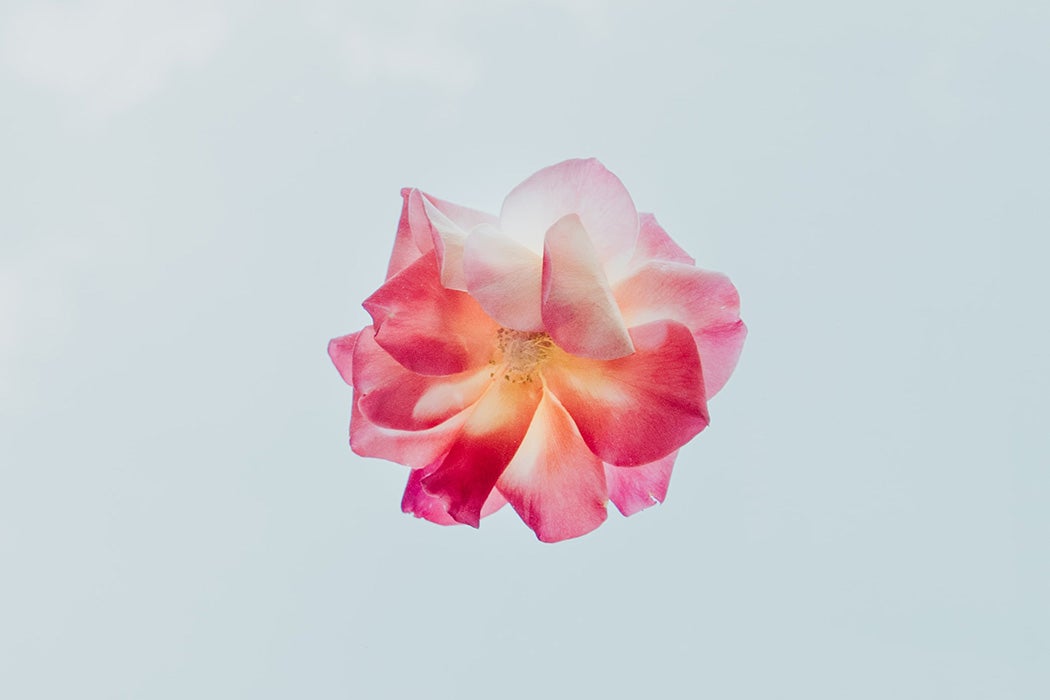 A flower against a light blue background