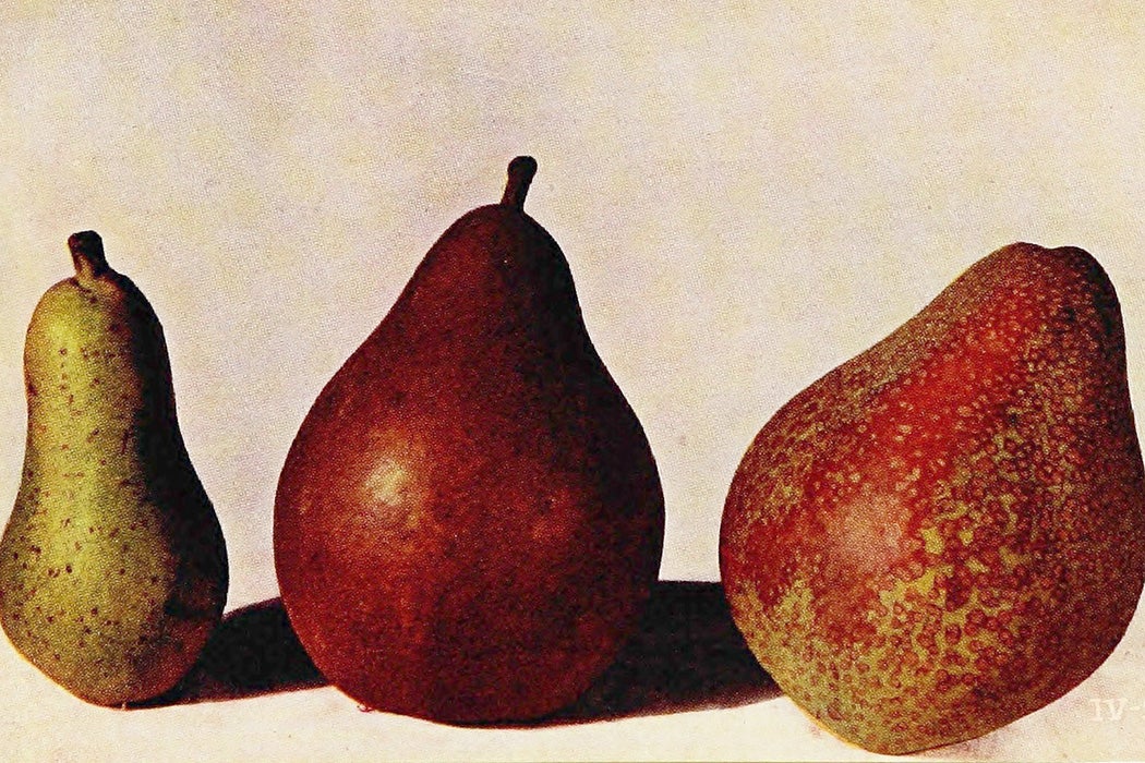 Pear seedlings from a book about Luther Burbank