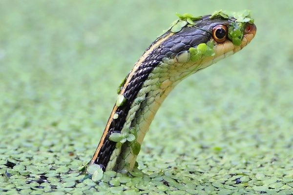 Garter snake