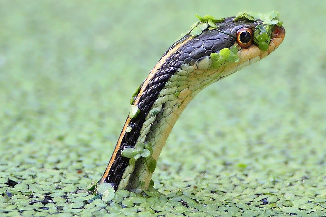 Garter snake