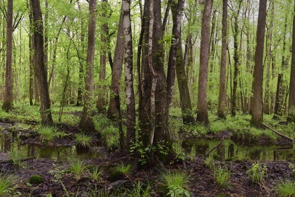 A small panorama of the wetlands and marshes along the Pocomoke River in Worcester county on Maryland's eastern shore