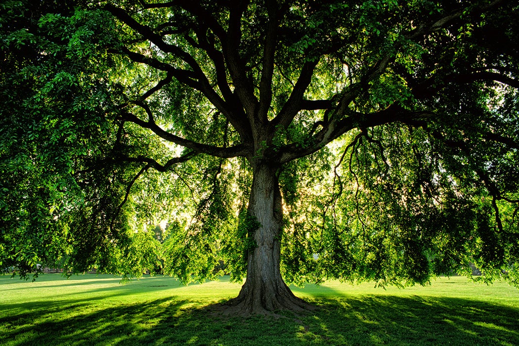 A massive American Elm tree sits backlit by the rising sun in Overlook Park in northern Portland, Oregon.