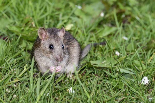 cute brown rat in the grass