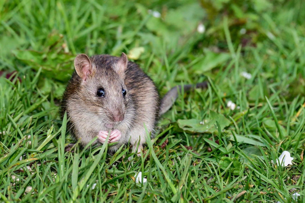 cute brown rat in the grass