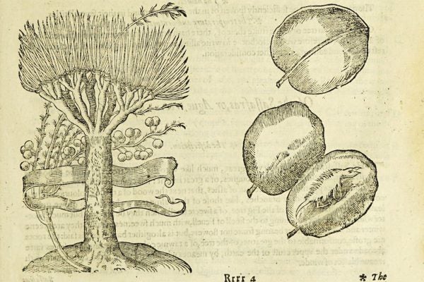 The Dragon tree (left) and Dragon tree fruit (right)