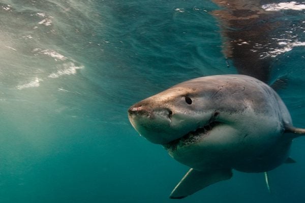 Great White Shark