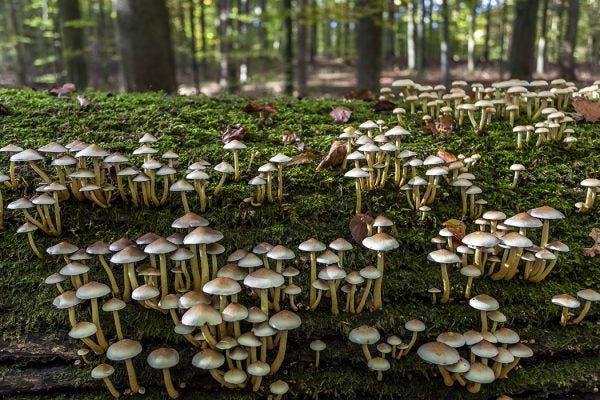 Mushrooms in a forest