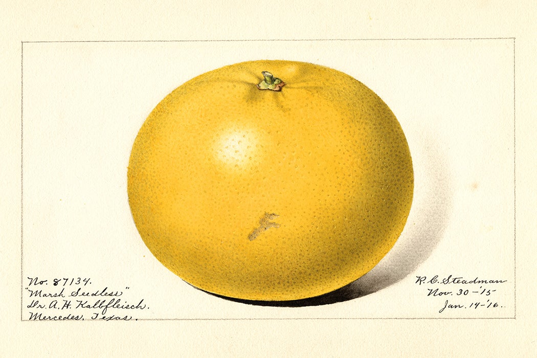 The Marsh Seedless variety of grapefruits (scientific name: Citrus paradisi) from Mercedes, Hidalgo County, Texas, 1916