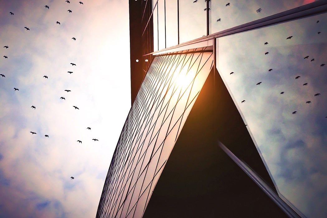 Birds flying past the windows of a building