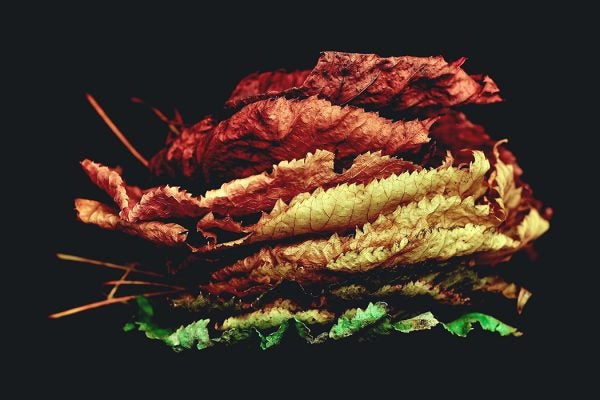 Leaves stacked against a black background