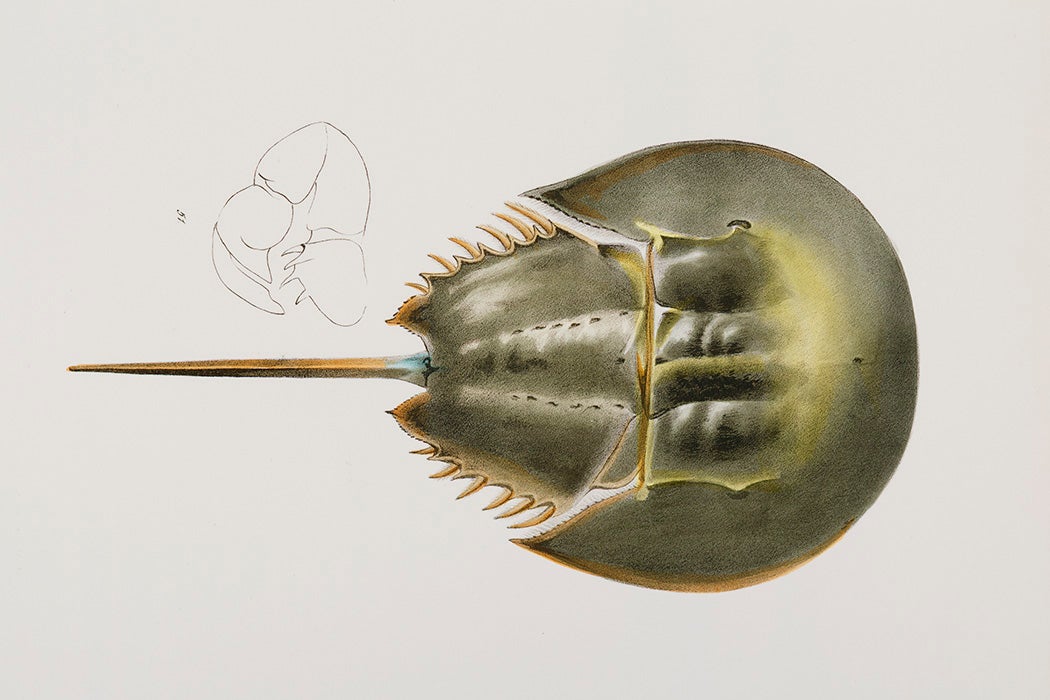 Atlantic horseshoe crab (Polyphemus occidentalis) illustration from Zoology of New york (1842 - 1844) by James Ellsworth De Kay (1792-1851).