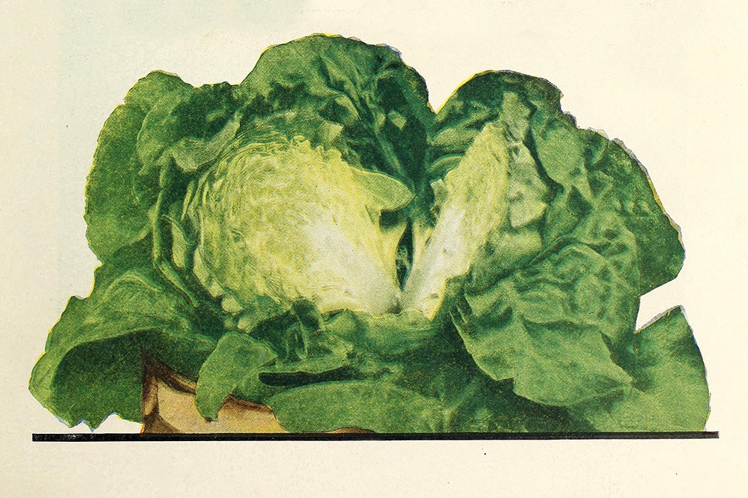 An image of lettuce from 1926