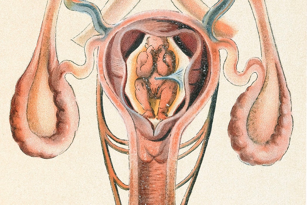 An image of the uterus and womb, 1908