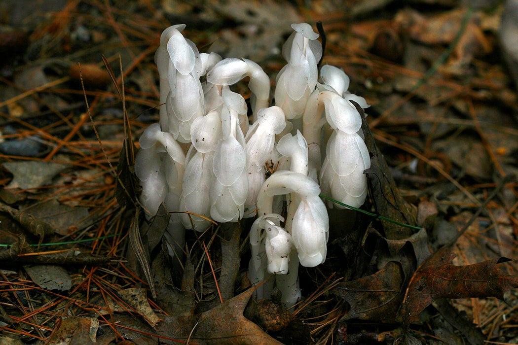 Monotropa uniflora