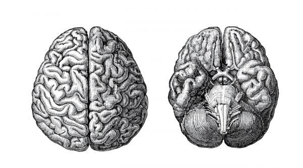 Illustration of a brain