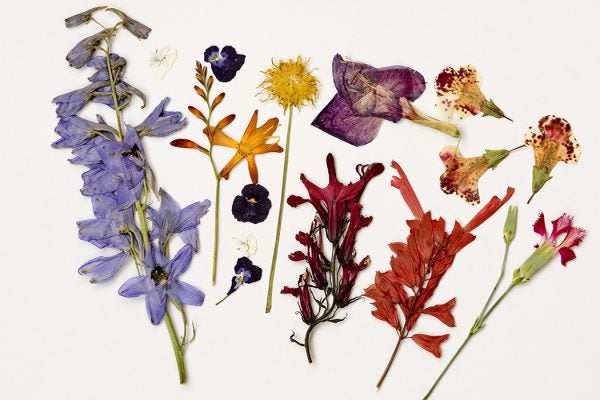 Dried flowers