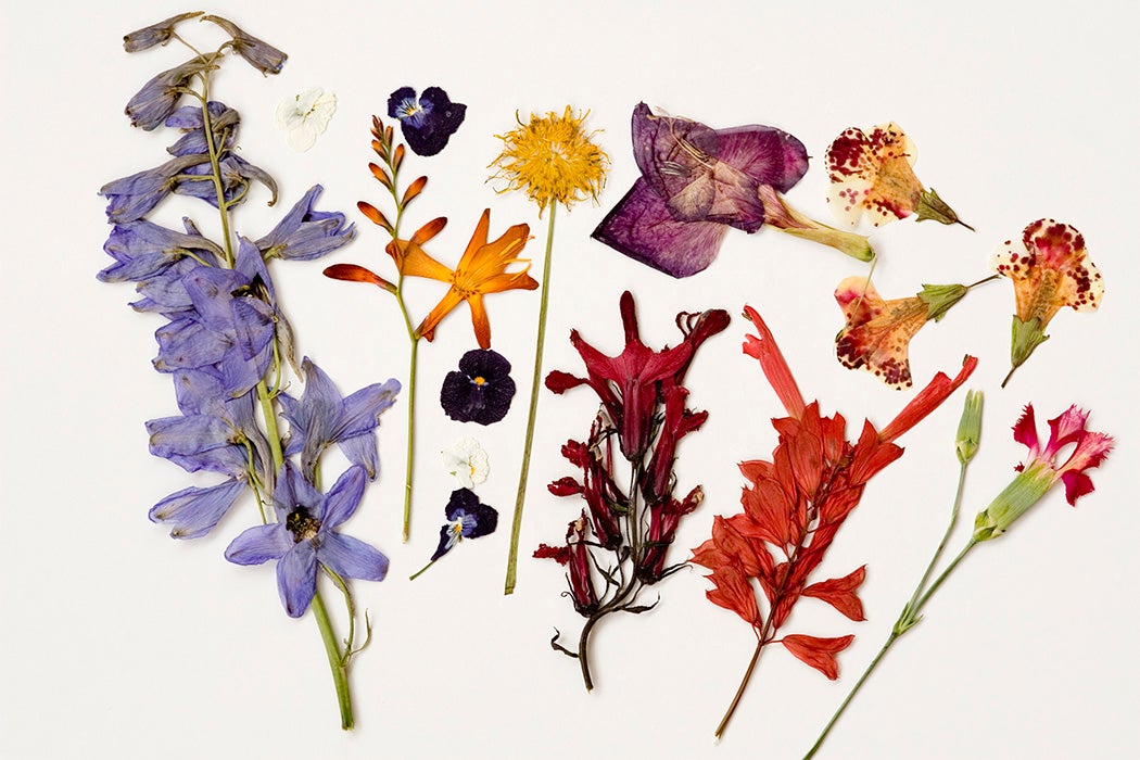 Dried flowers