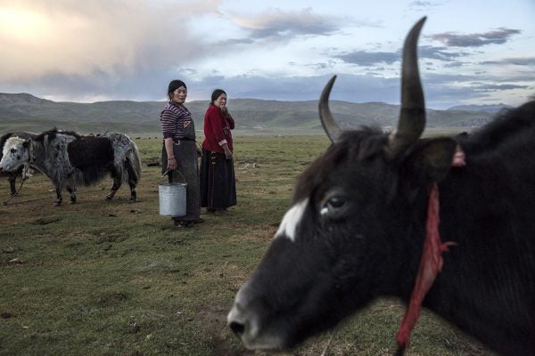 Nomadic ethnic Tibetan women stand amongst their Yak herd at a camp on July 27, 2015 on the Tibetan Plateau in Yushu County, Qinghai, China.