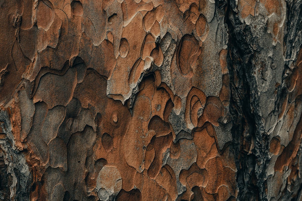 tree bark