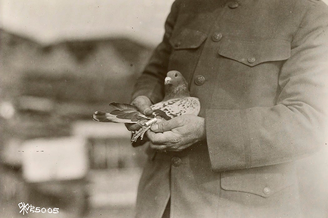 Signal corps, pigeon section, 1919