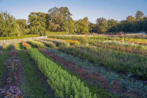 Permaculture in Stockholm