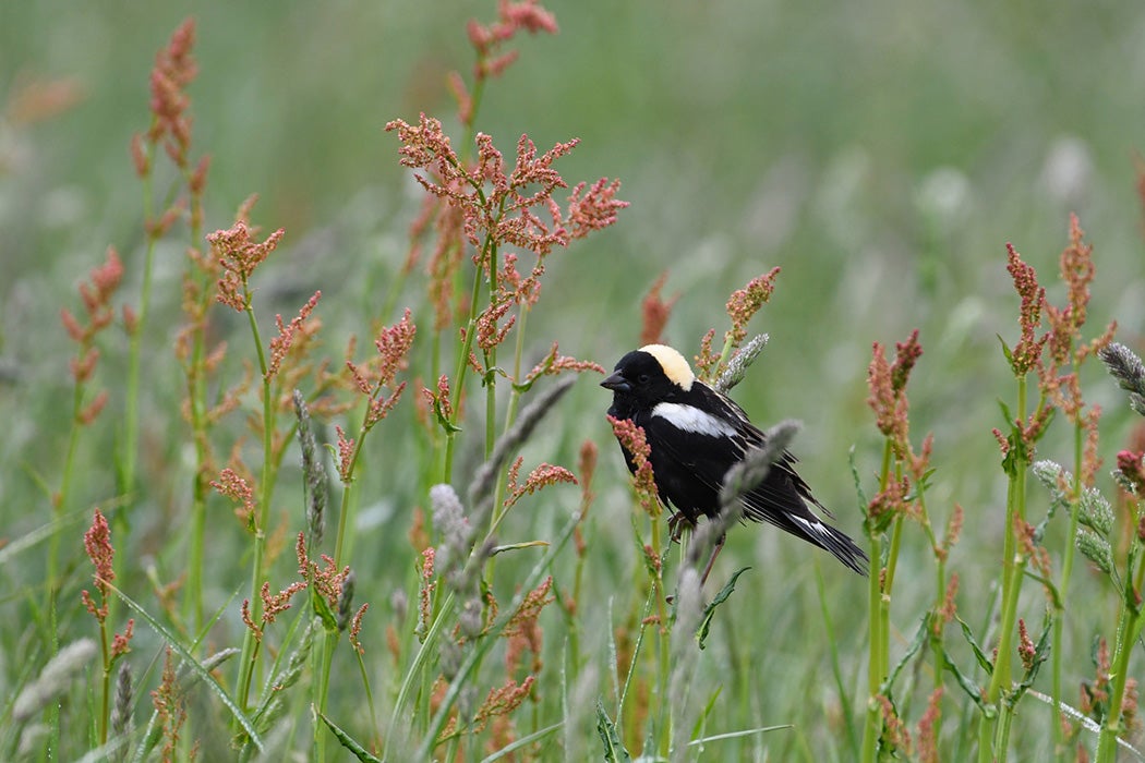 Bobolink