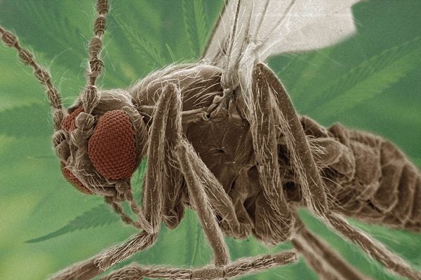 Coloured SEM of eye of sand fly (Ceratopogonidae)