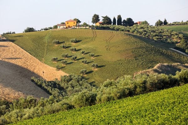 Olive groves, vineyards and farms on rolling hills of Abruzzo. Italy